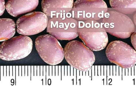 Frijol Flor De Mayo En Mexico City