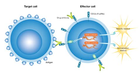 Ilite Adcp Reporter Gene System