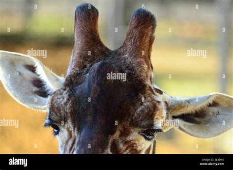 Giraffe ears hi-res stock photography and images - Alamy