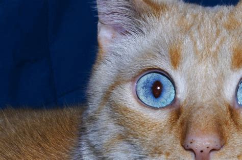 5 Purrrfect Hacks Every Cat Owner Should Know
