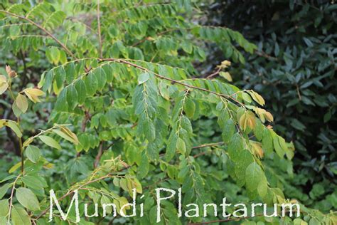 Phyllanthus Glaucus Mundi Plantarum