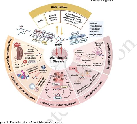 PDF RNA M6A Methylation And Alzheimer S Disease Current Evidence And