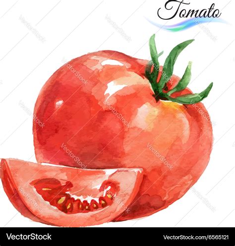 Watercolor Tomato Royalty Free Vector Image VectorStock