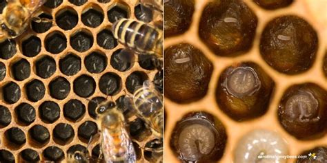 Honey Bee Larvae: Recognizing Healthy Bees- Carolina Honeybees