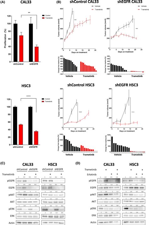 Human Hnscc Cell Lines Cal33 Atcc Bioz