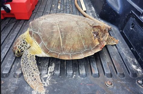 Exceso De Velocidad Sobre El Mar Caus La Muerte De Una Tortuga Verde