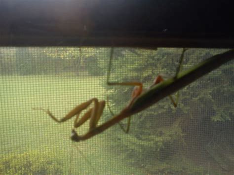Mindful Mantis Pose Educational Toys For Children