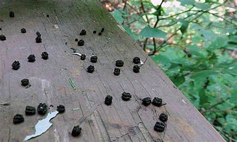 Gypsy Moth Larvae