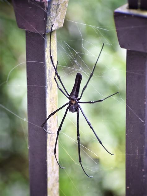 Giant Golden Orbweaver From Lung Fu Shan On September 2 2021 At 02 01