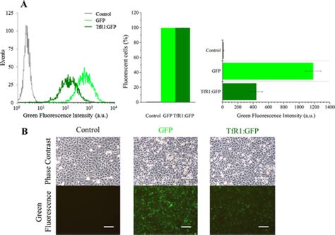 Evaluating The Effectiveness Of Transferrin Receptor Tfr As A