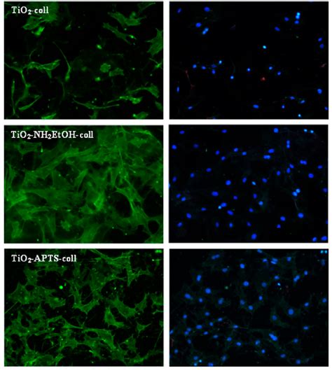 Fluorescence Microscopy Of MC3T3 E1 Pre Osteoblasts Cultured For 24 H