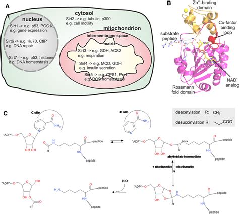 Localization And Functions Of Mammalian Sirtuin Isoforms And