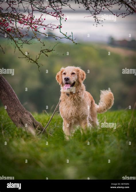 Poodle Lab Mix