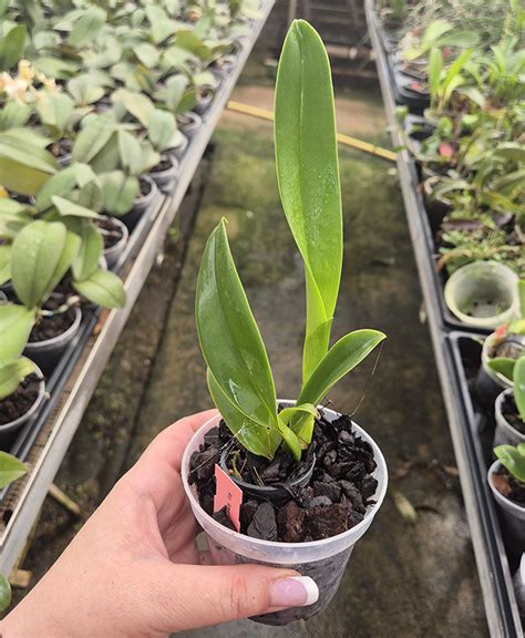Orchid Cattleya Rlc Amazing Thailand Nfs Orchidgarden