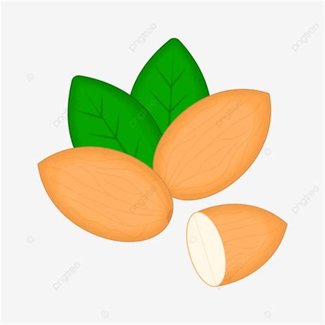 Ilustraci N Vectorial De Almendra Png Dibujos Almendra Nuez Im Genes