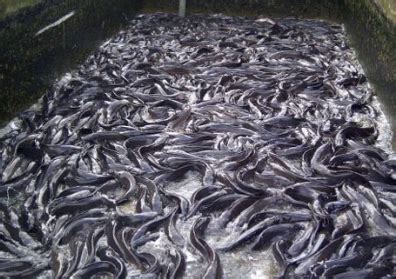 How To Start Fish Farming