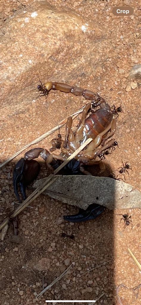 Scorpion Found North West South Africa Rscorpions