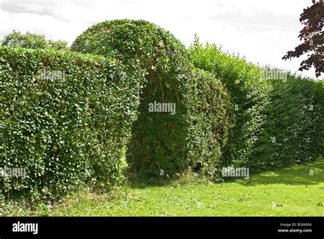 Privet Hedge Hi Res Stock Photography And Images Alamy