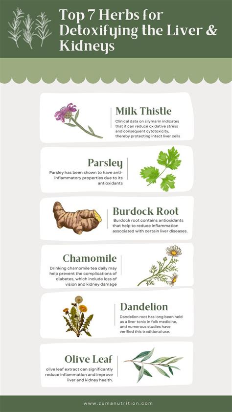 Best Herbs For Improving Kidney And Liver Health Artofit