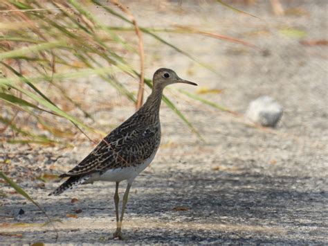 Upland Sandpiper - Project-Nature