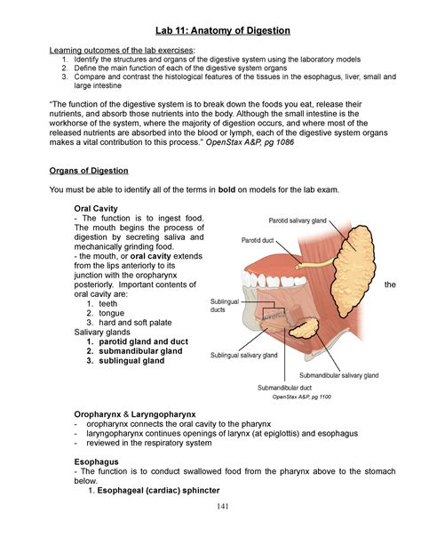 AP2 Lab11 Anatomy Of Digestion SP21 Lab 11 Anatomy Of Digestion