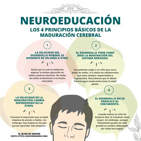 Neuroeducaci N Los Principios B Sicos De La Maduraci N Cerebral Y