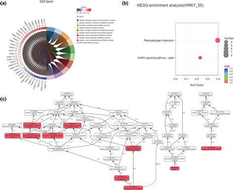 Go And Kegg Enrichment Analysis A Go Enrichment Chord Diagram The