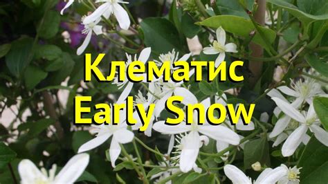 Клематис Ерли сноу. Краткий обзор, описание характеристик clematis ...