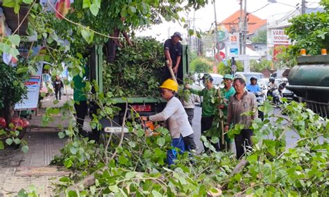 Antisipasi Pohon Tumbang Dan Jaga Keindahan Kota Dlhk Denpasar Rutin