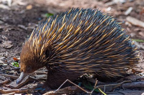 17 Echidna Facts for Kids - Brisbane Kids
