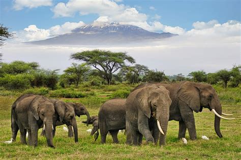 Days Amboseli National Park Camping Safari Kenya Safaris Tanzania