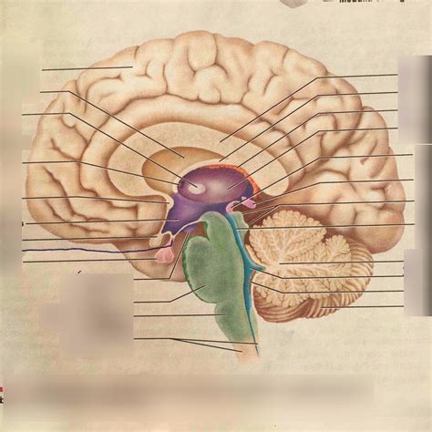 Medial Section Of The Human Brain Diagram Quizlet