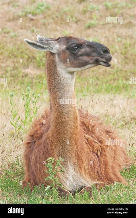 Llama Lama Glama Stock Photo Alamy