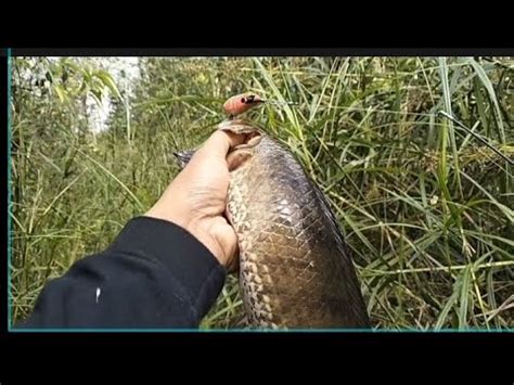 Menjelajah Hutan Kalimantan Casting Ikan Gabus Babon YouTube