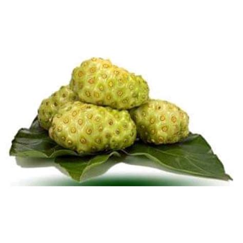 Jual Buah Mengkudu Segar 1KG Shopee Indonesia