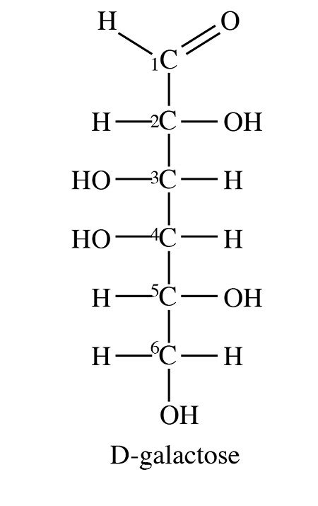 Galactose Structure Diagram