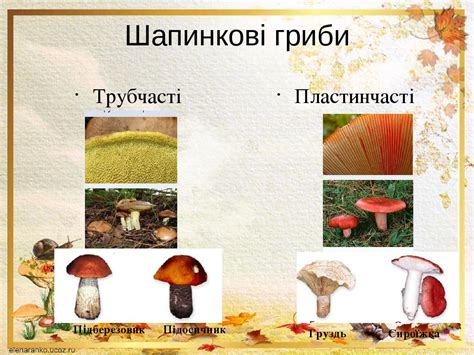 Різноманітність грибів | Презентація. Біологія