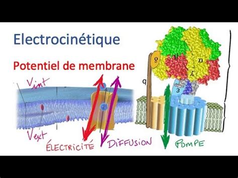 Electrocin Tique Potentiel De Membrane Youtube