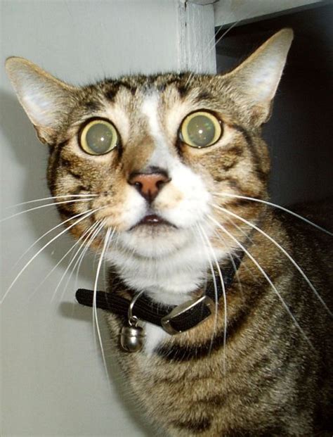 Gato Wtf Wtf Cat Imagenes De Animales Graciosos Videos Y Fotos De