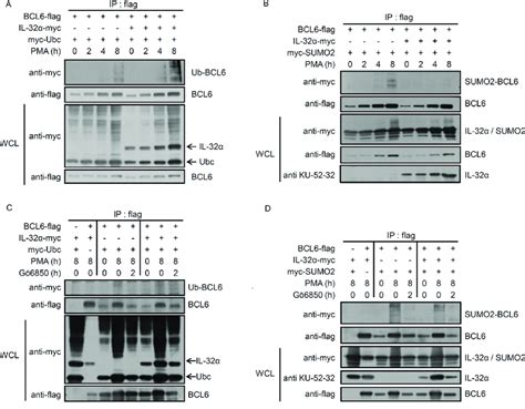 IL 32α mediates selection between ubiquitin or SUMO 2 conjugation to