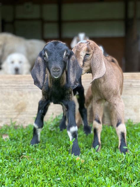 Can Goats And Dogs Live Together