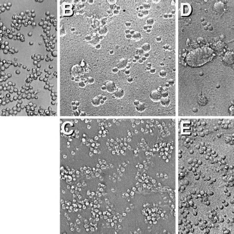 HIV-1 induced fusion from without of Sup T1 cells. (A) Sup T1 cells ... 
