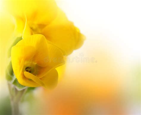 Flores Amarelas Em Um Fundo Branco Uma Mola Foto De Stock Imagem De