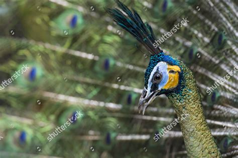 Java Peafowl Green Peafowl Pavo Muticus Editorial Stock Photo Stock