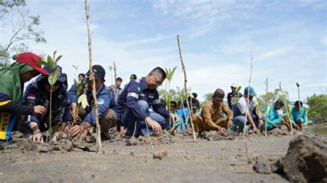 Tanam 3 000 Bibit Mangrove Di Desa Batu Belubang PT Timah Tbk Libatkan