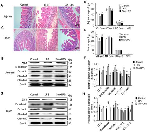 The Effects Of Glutamine Supplementation On Intestinal Morphology And