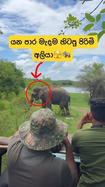 පාර මැදම ඉන්න සද්ධන්තයා🫣🐘shorts Shortvideo Elephant Wildlife