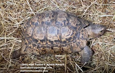 LEOPARD TORTOISE Stigmochelys Pardalis