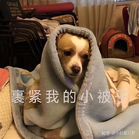 狗狗这几个睡姿，证明它已经很冷了，铲屎官别大意！ 知乎