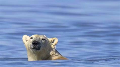 Polar Bear Swimming In Ocean